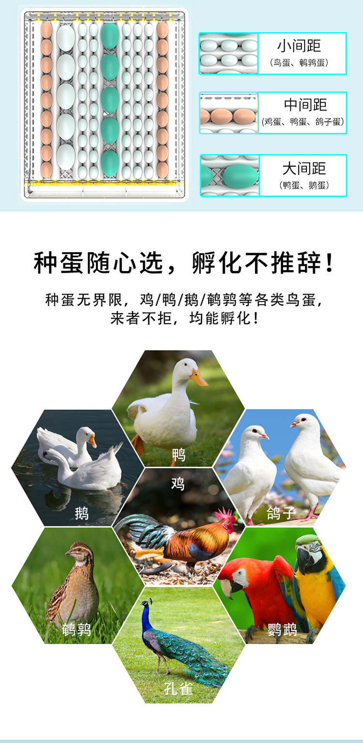 白殼詳情1_07