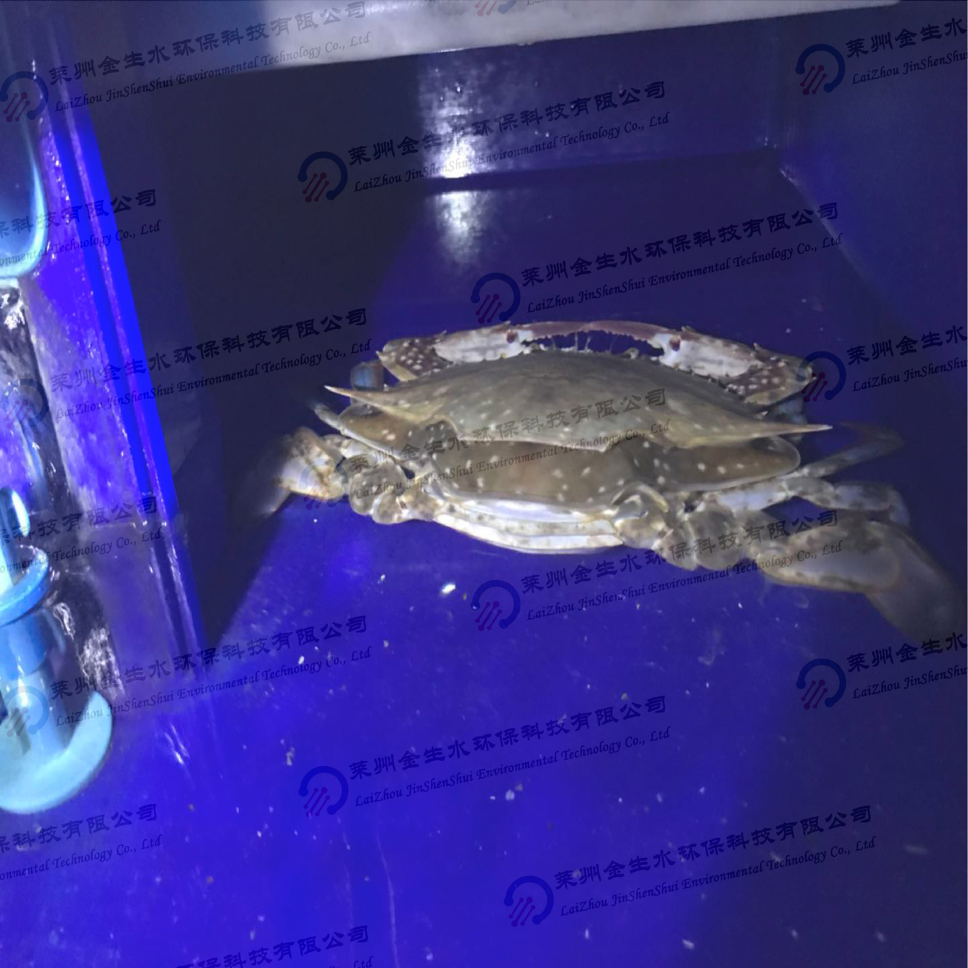 螃蟹褪殼