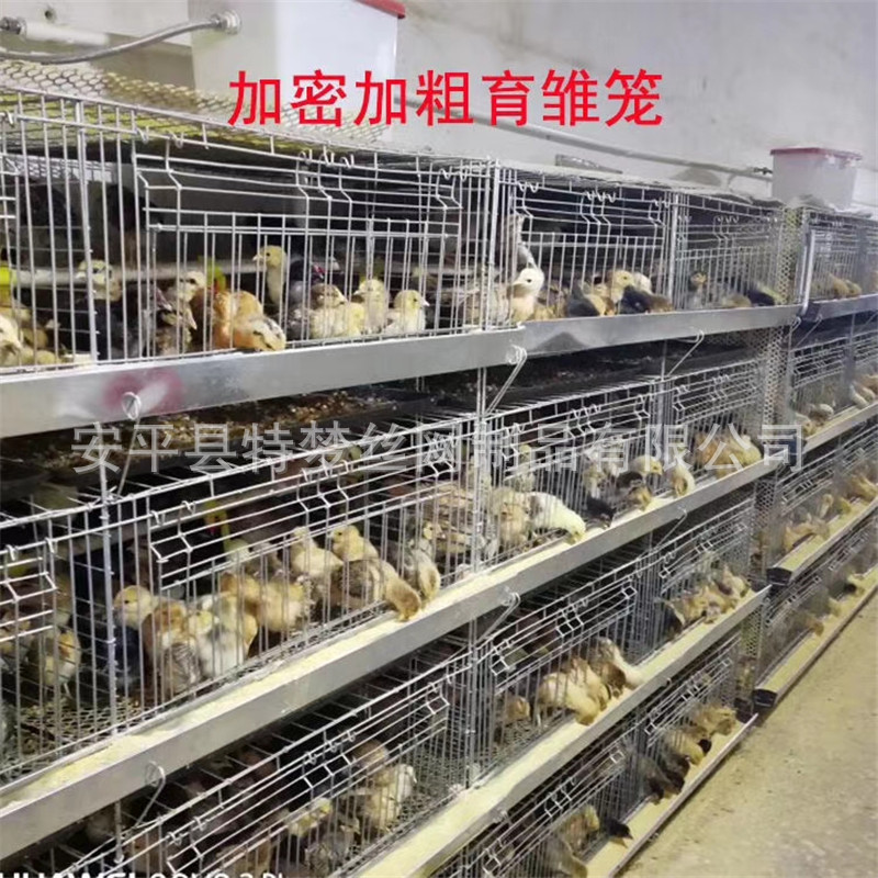 雛雞籠01.jpg